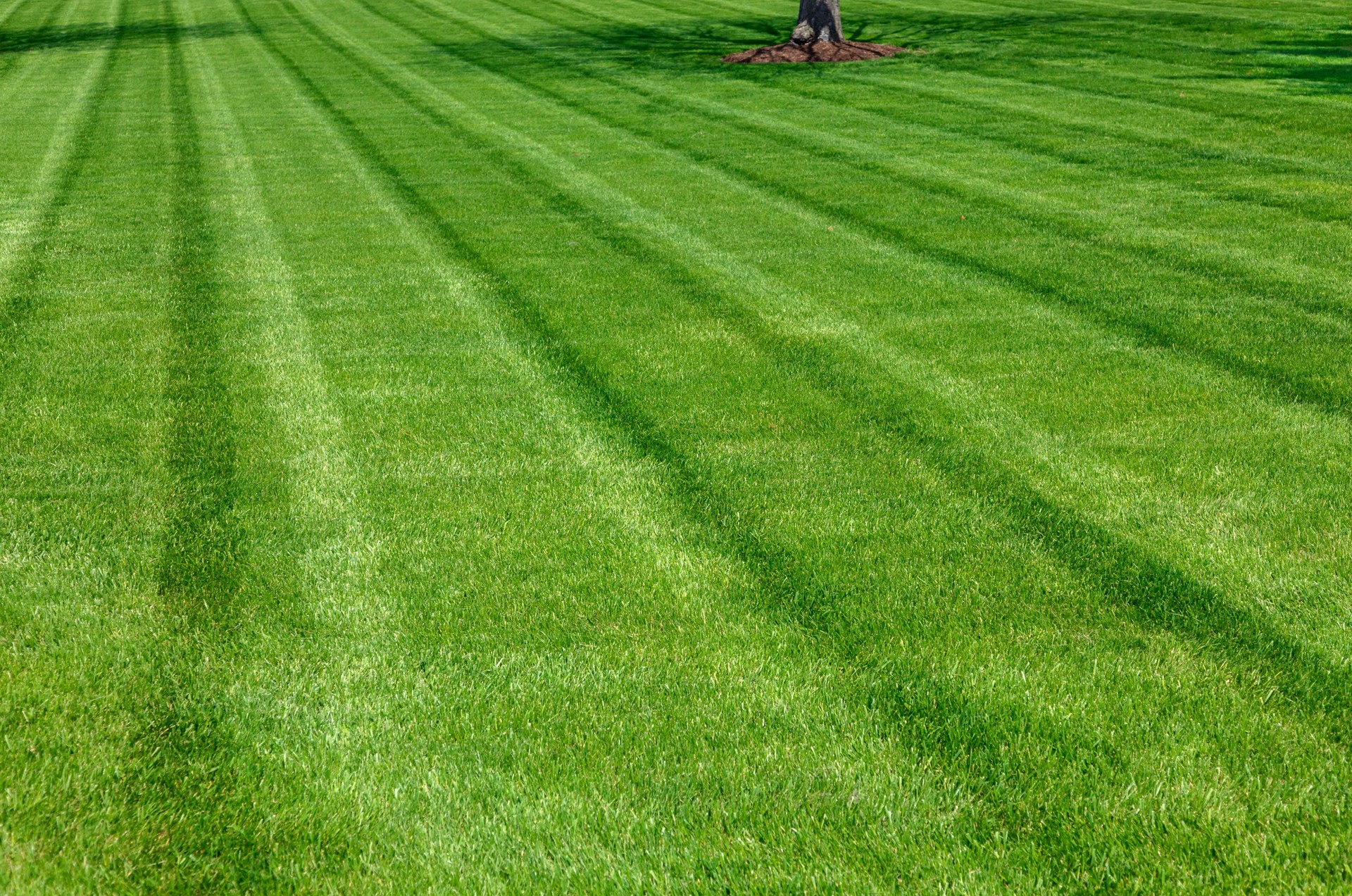 Lawn of beautiful green plush grass